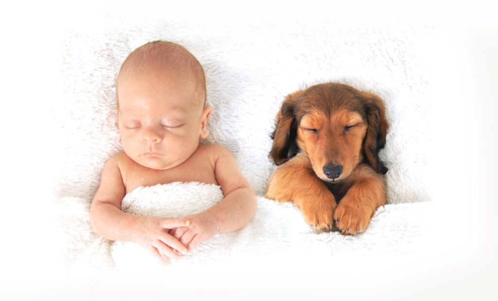 DogBabySmall